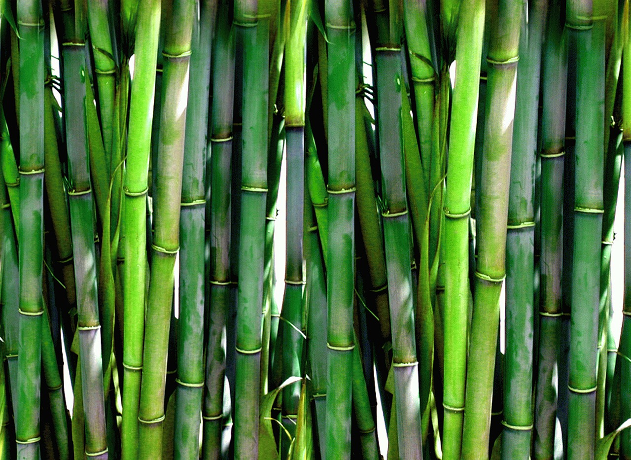 Image - bamboo forest green plant wood