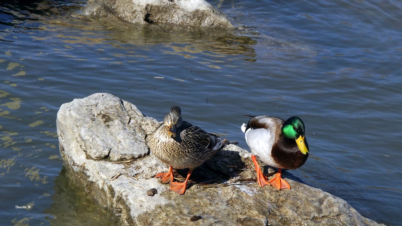 Image - birds two ducks lake water birds