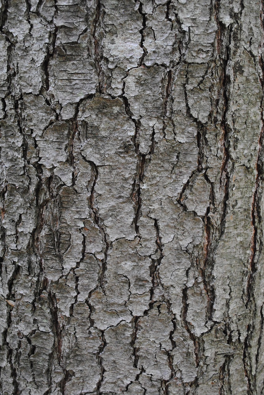 Image - texture tree bark trunk grey