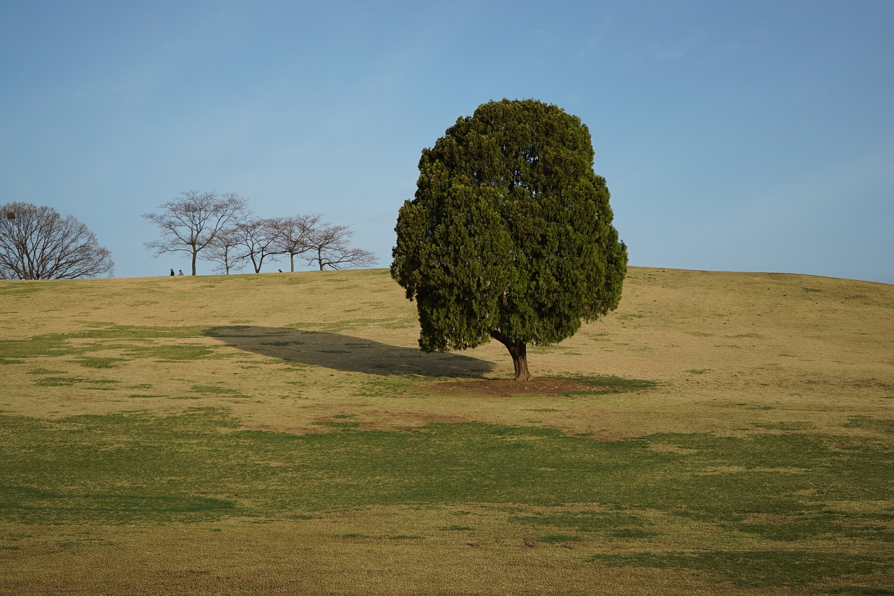 Image - olympic park alone tree wood sky