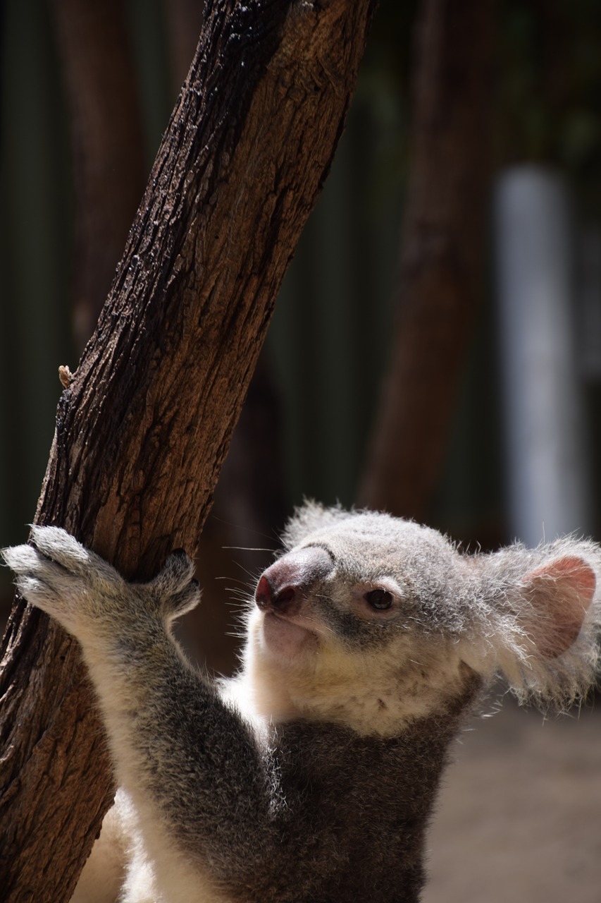 Image - koala climbing australia wild