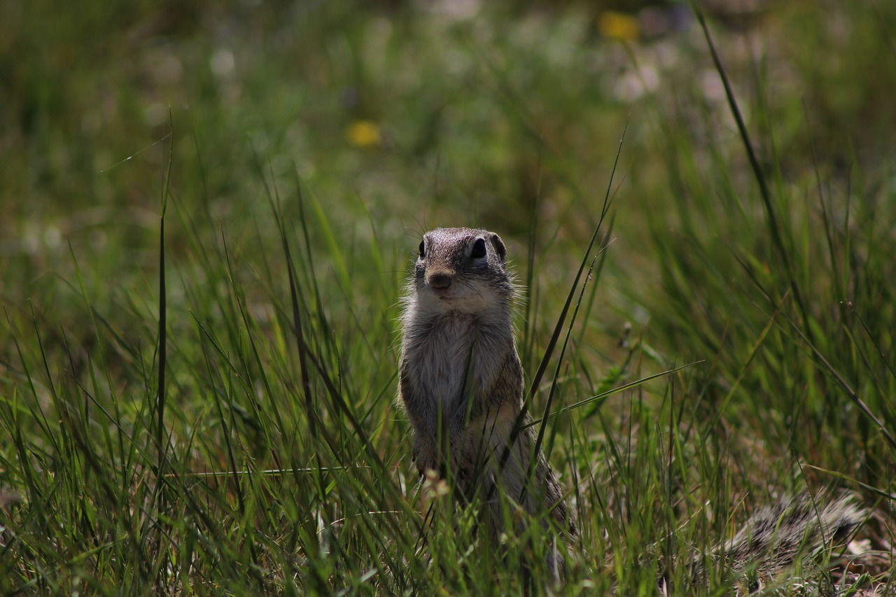 Image - chipmunk animal wild wildlife