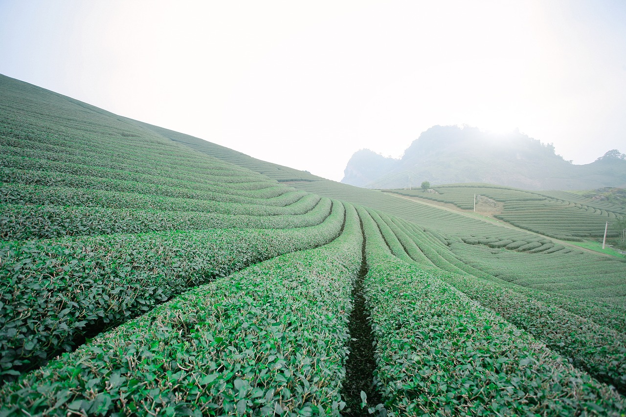 Image - moc chau tea doi moc chau hill