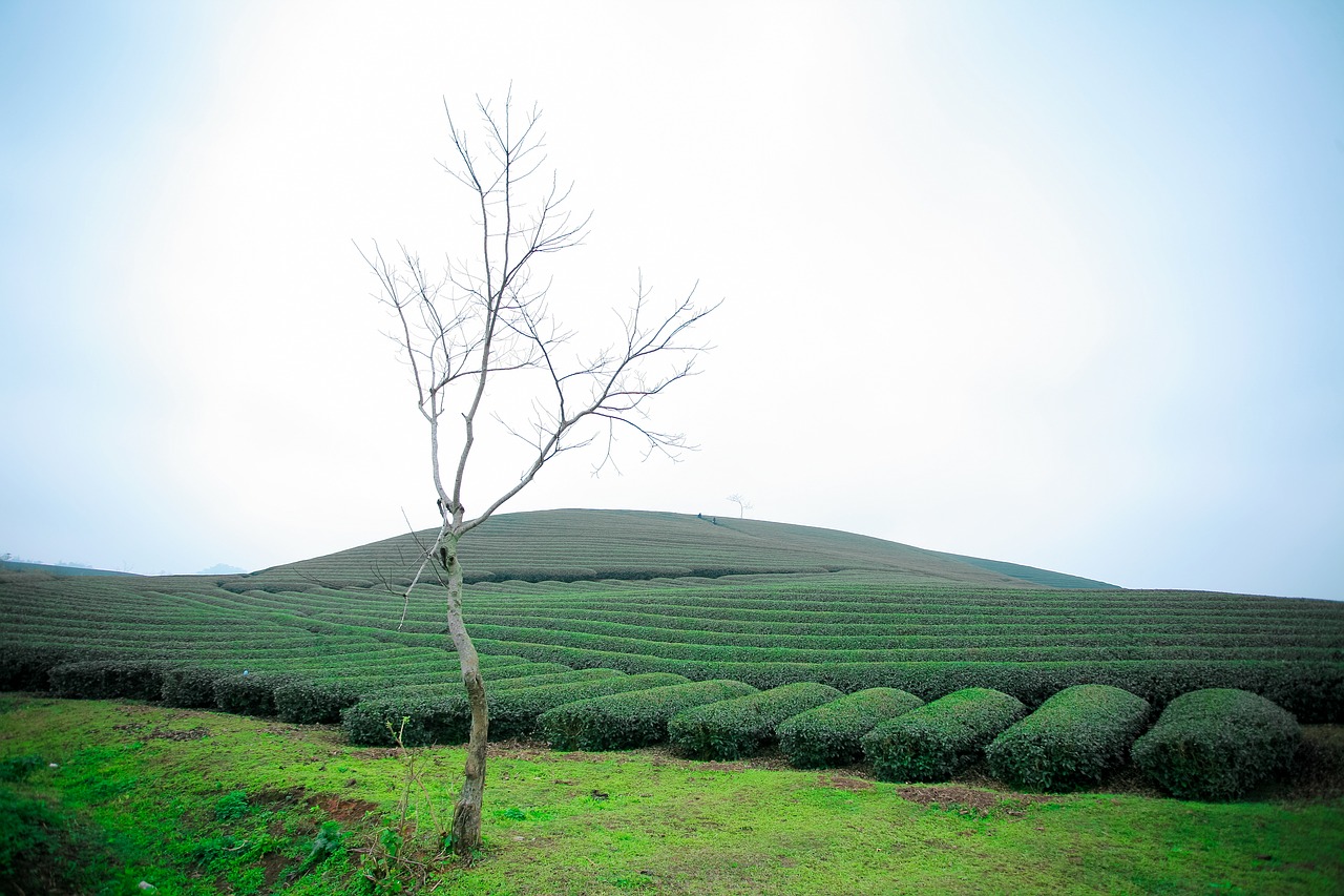 Image - moc chau tea doi moc chau hill