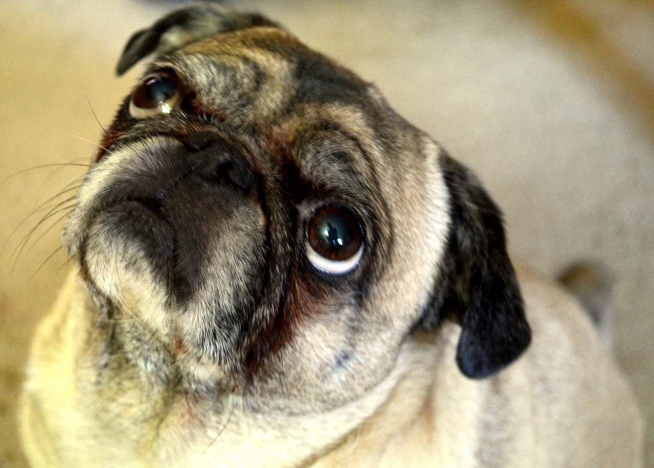 Image - dog pug animal pet funny cute