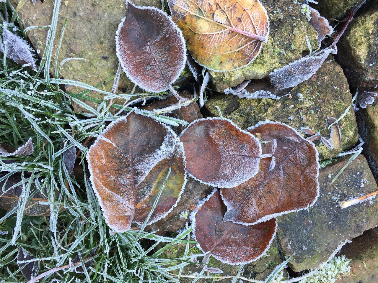 Image - frozen leaves winter jelly pierre