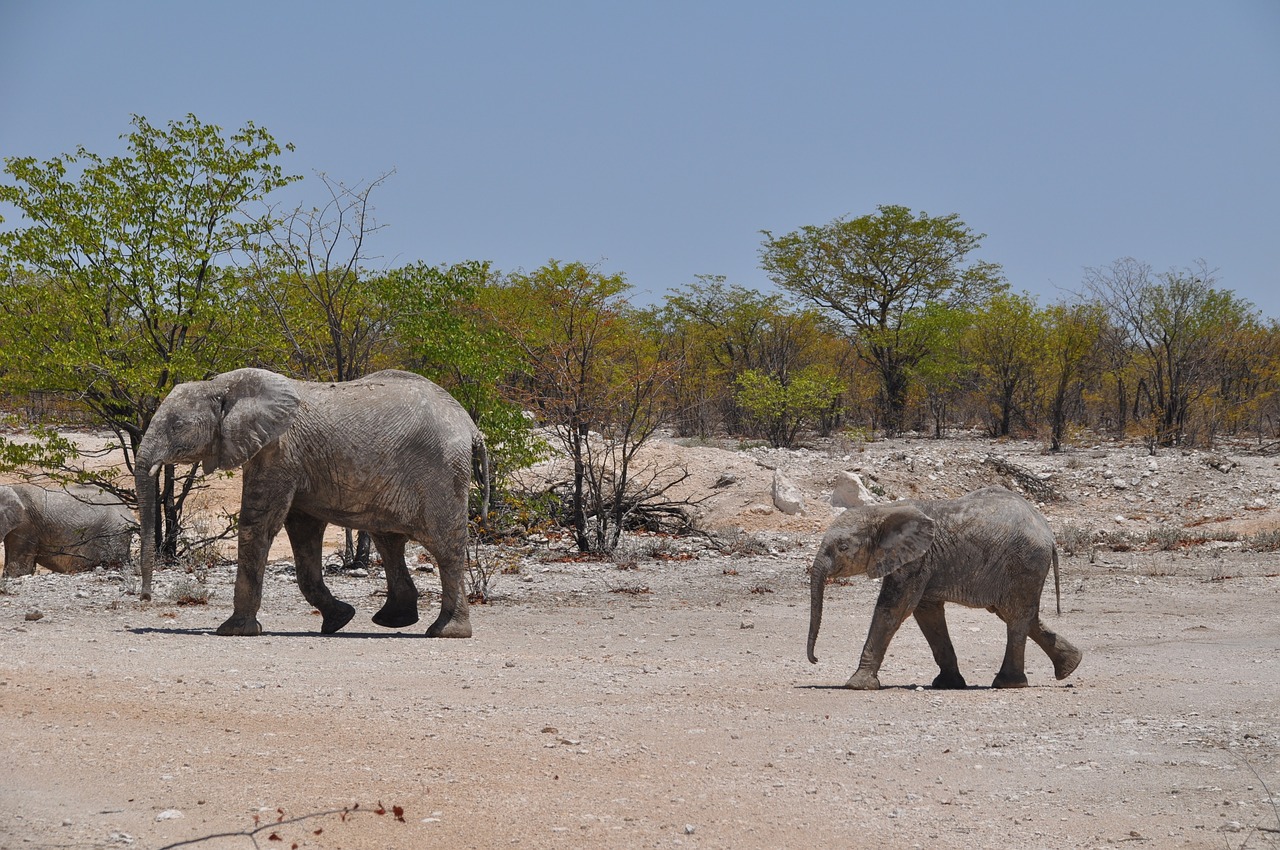 Image - namibia desert travel jumbo