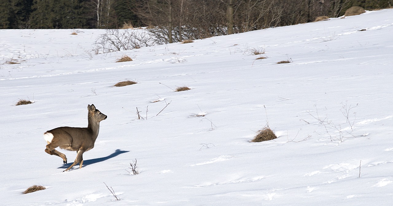 Image - sarna mountains escape nature