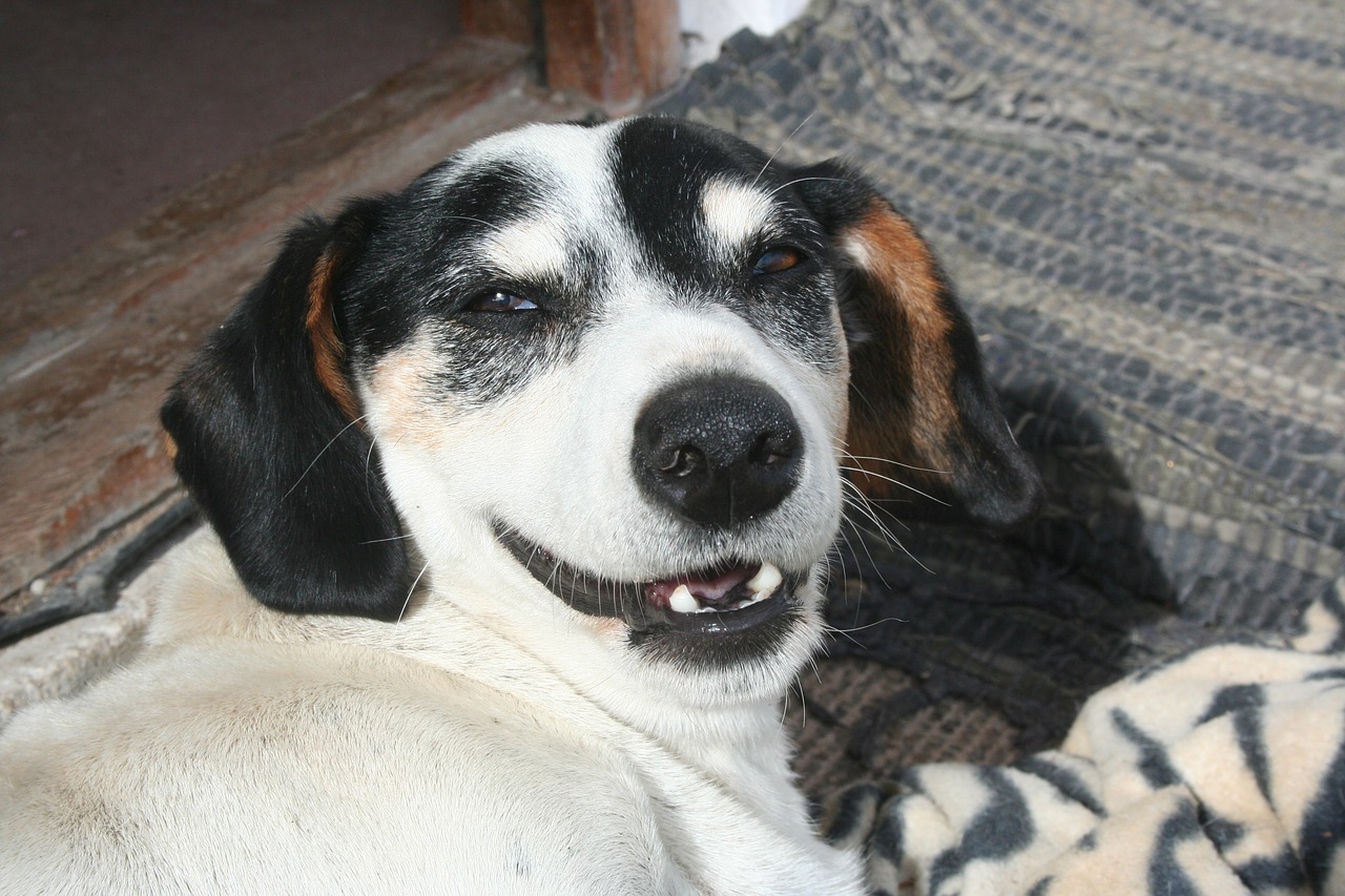 Image - dog white cute smiling