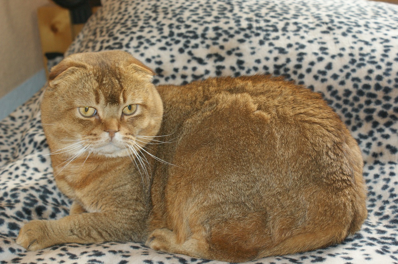 Image - scottish fold cat brit