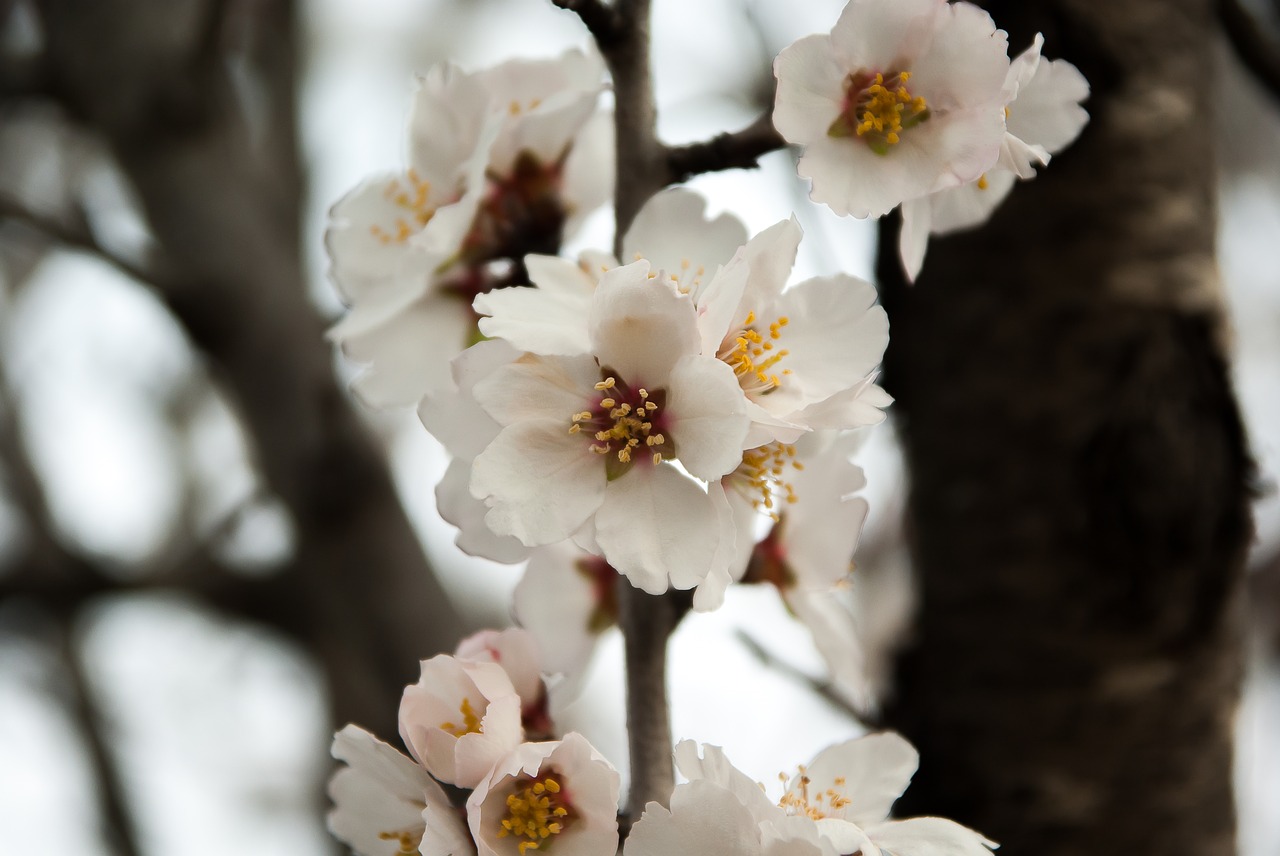 Image - almond tree flowers spring almond