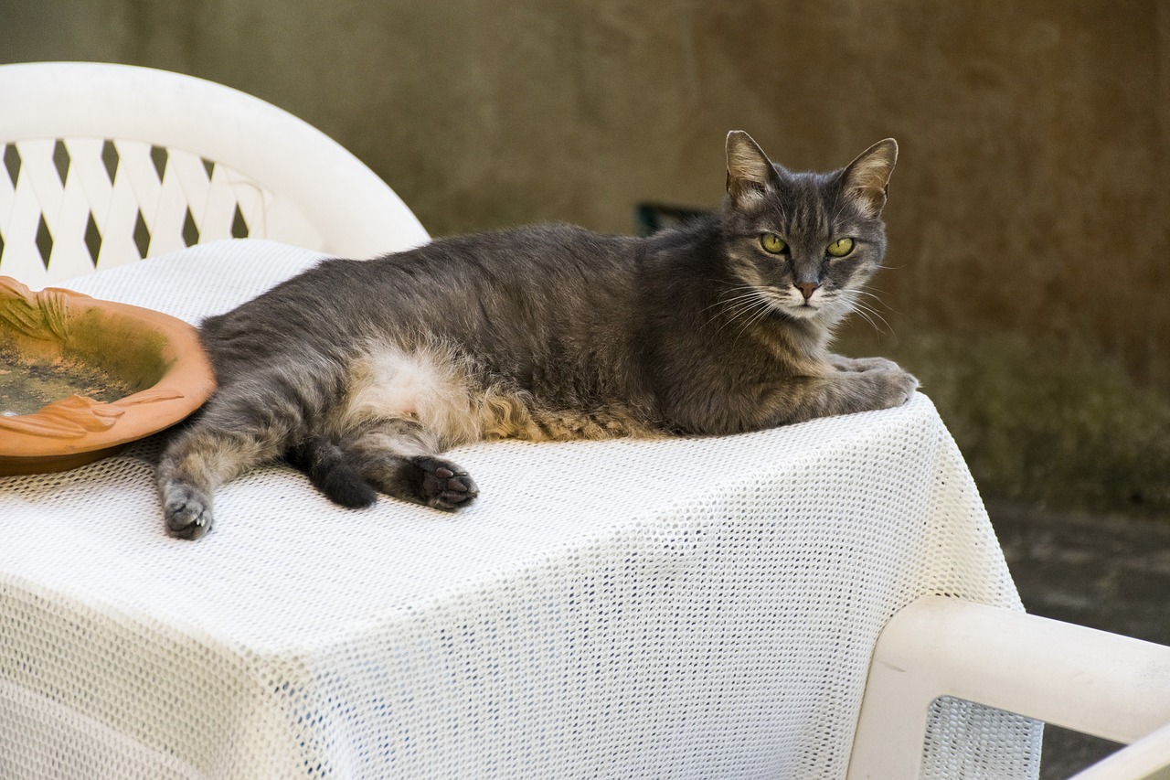 Image - italy capraia mediterranean cat