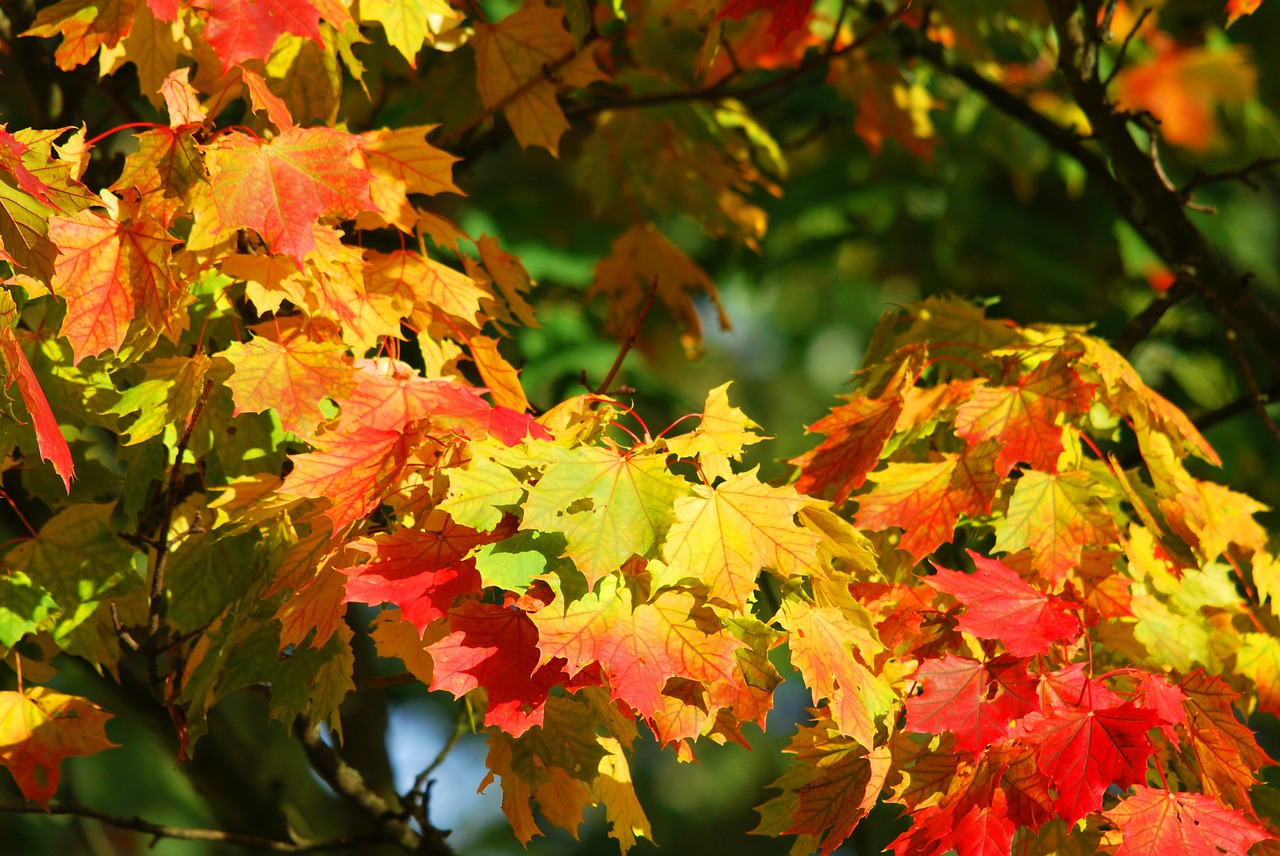 Image - autumn tree leaves red