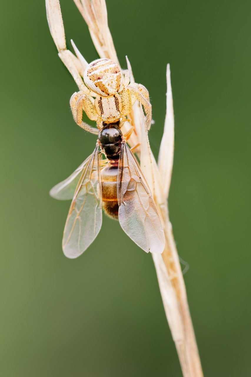 Image - crab spider with prey ant queen