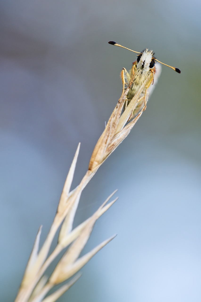 Image - skipper nature macro frontal