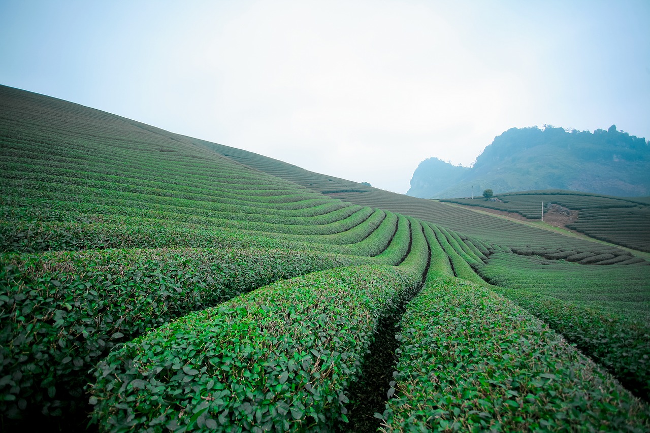 Image - moc chau tea doi moc chau hill