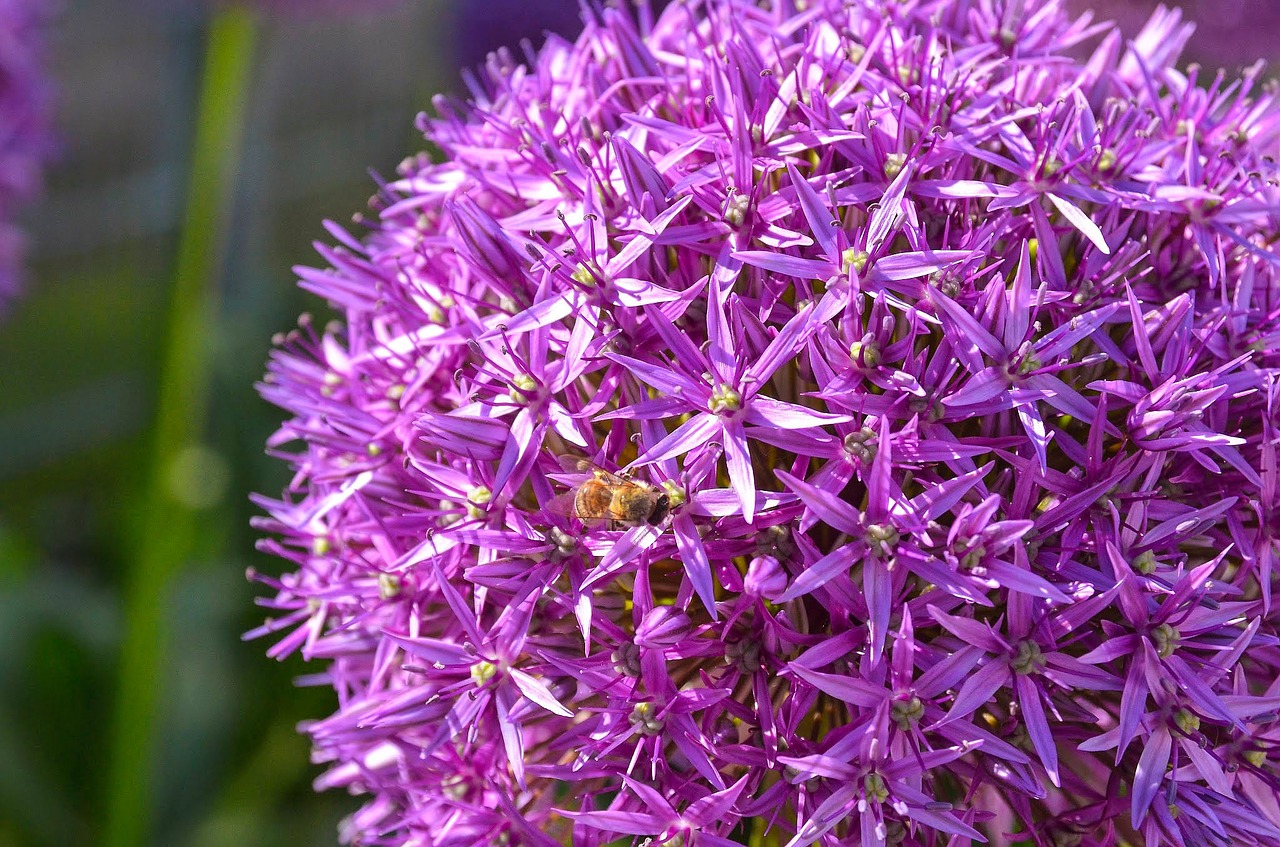 Image - allium ornamental onion garden plant