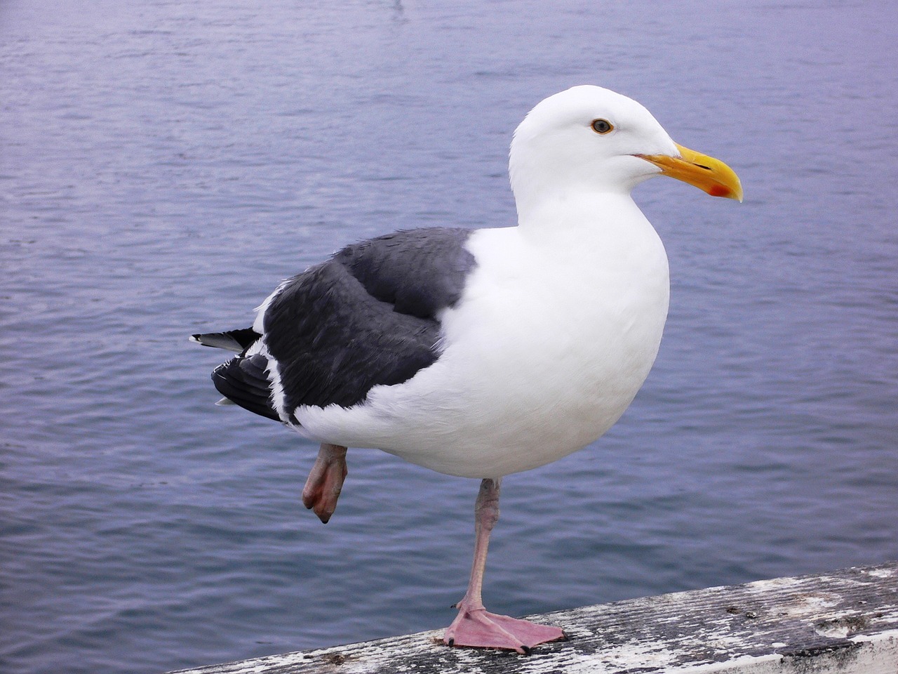 Image - seagull sea bird larus occidentalis