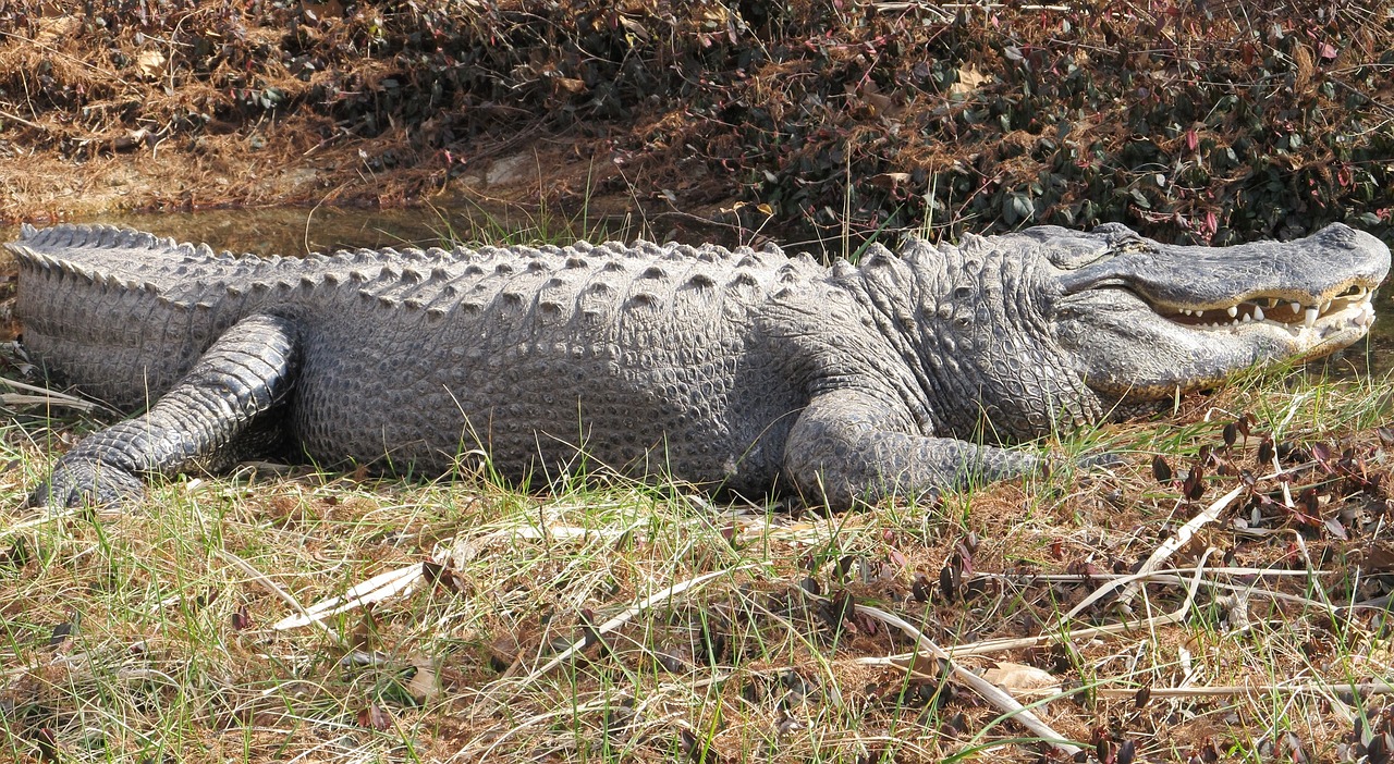 Image - alligator water looking wildlife