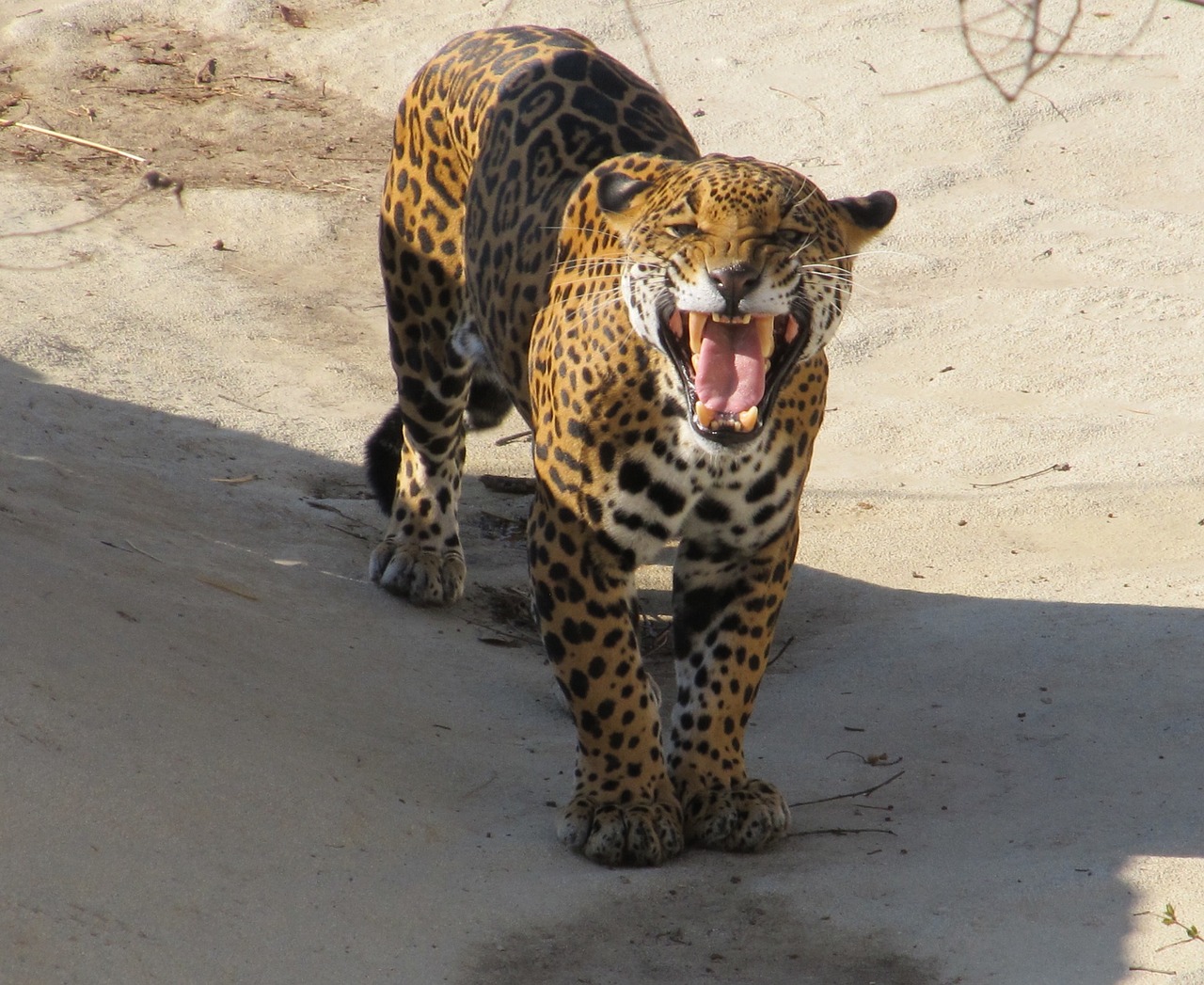 Image - jaguar growling snarling big cat