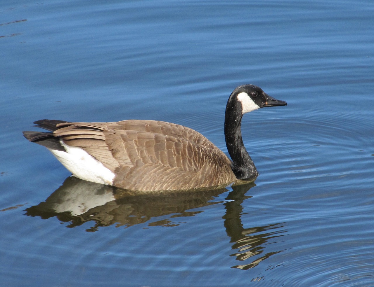 Image - canada goose swimming