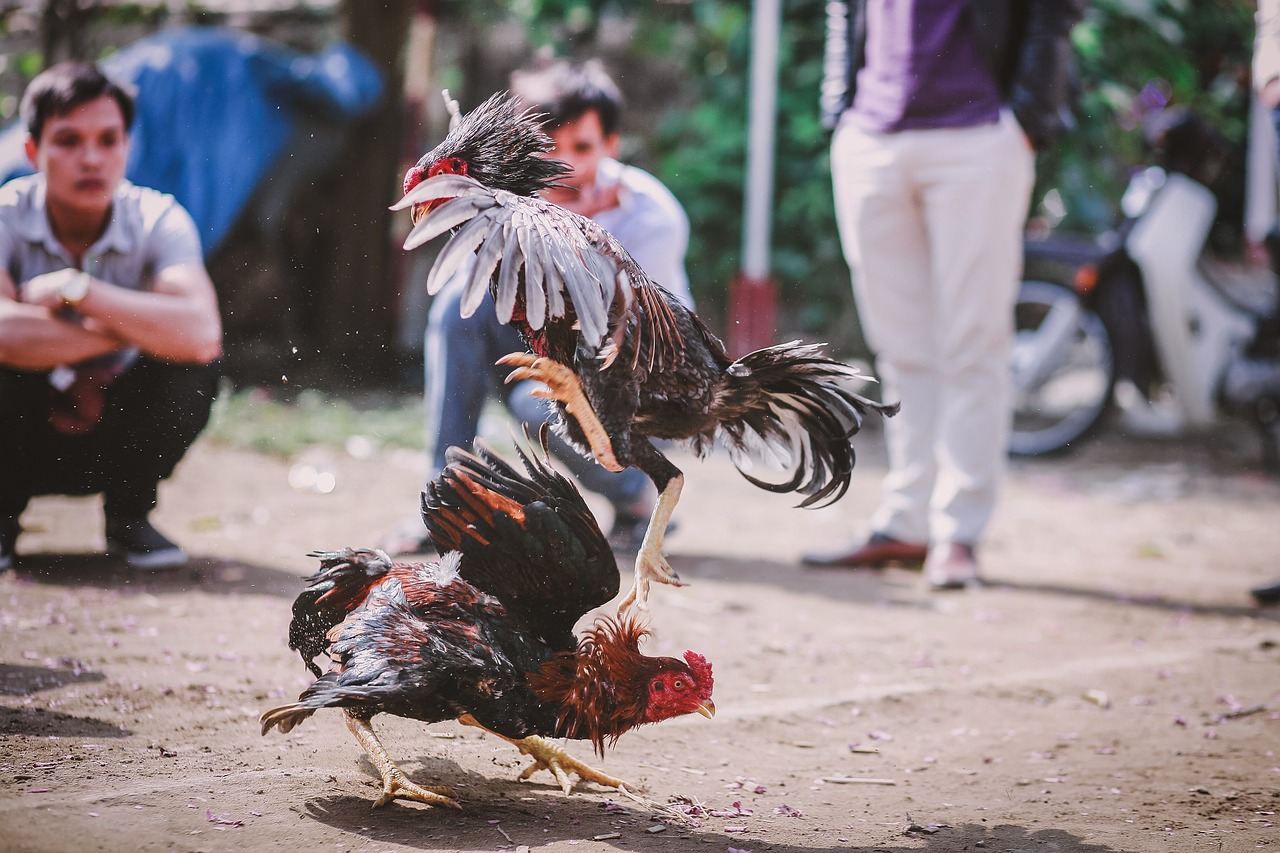 Image - skill chicken cockfighting