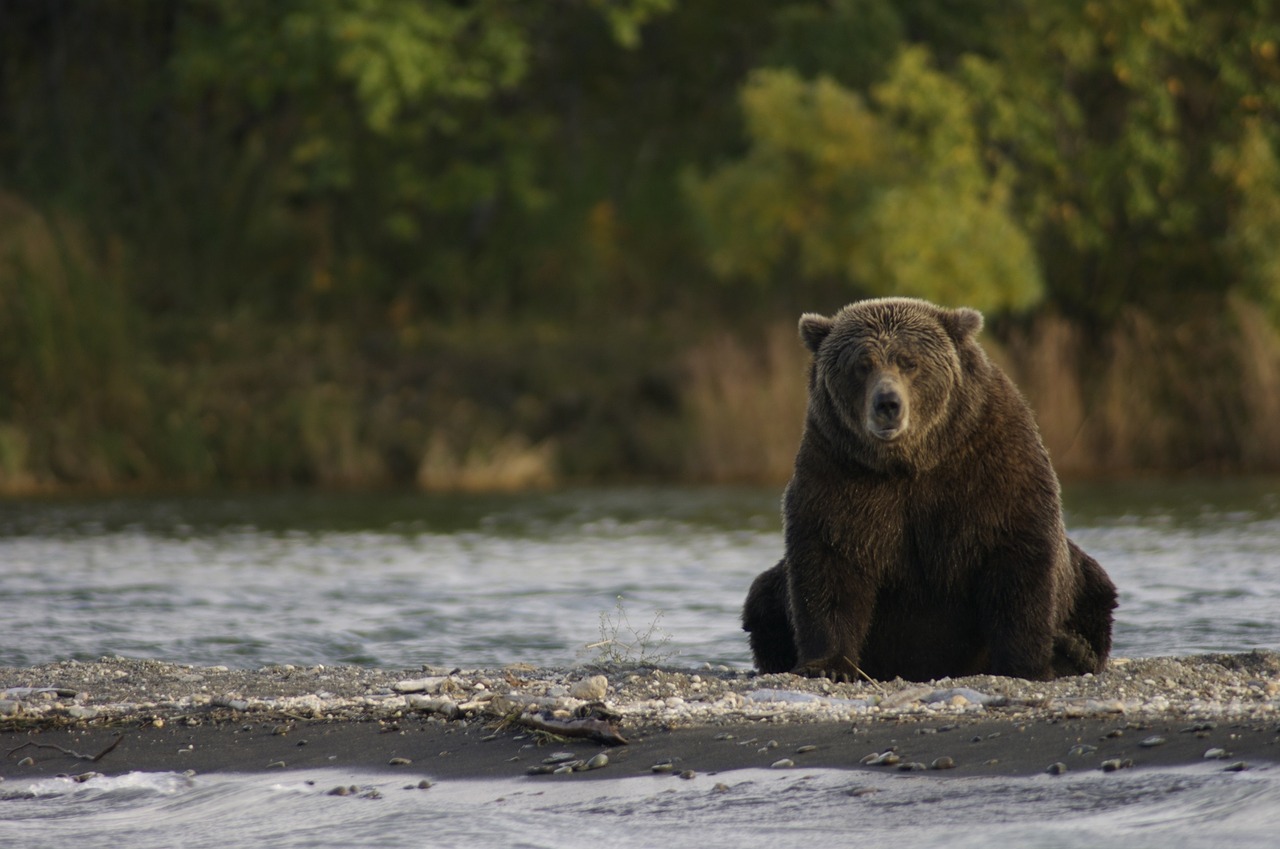 Image - bear sitting wildlife nature