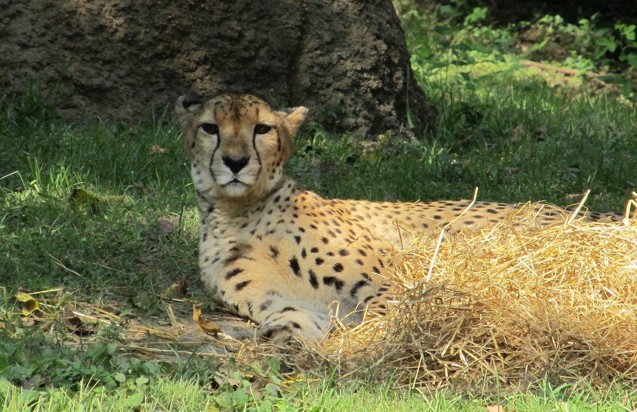 Image - cheetah resting shade zoo feline