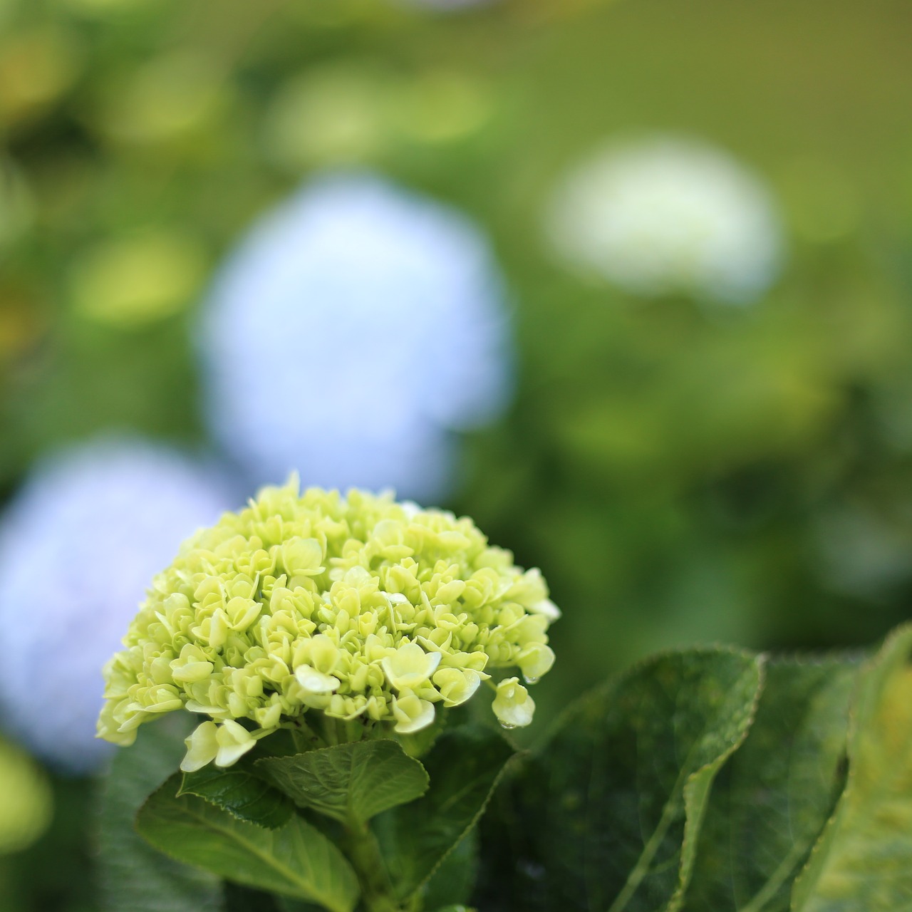 Image - flower dalat vietnam natural