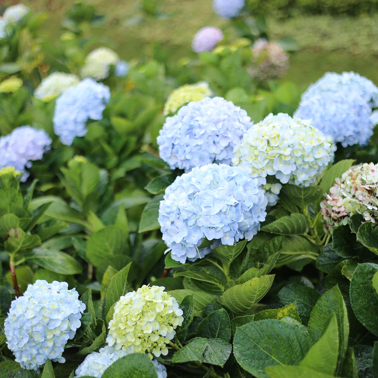 Image - flower dalat vietnam natural