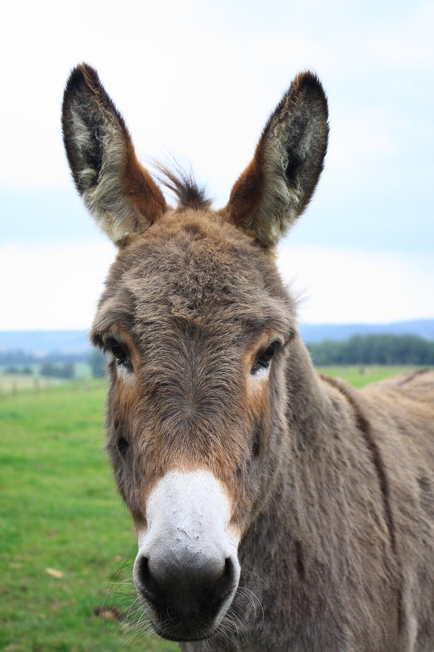 Image - donkey lelkendorf gray donkey