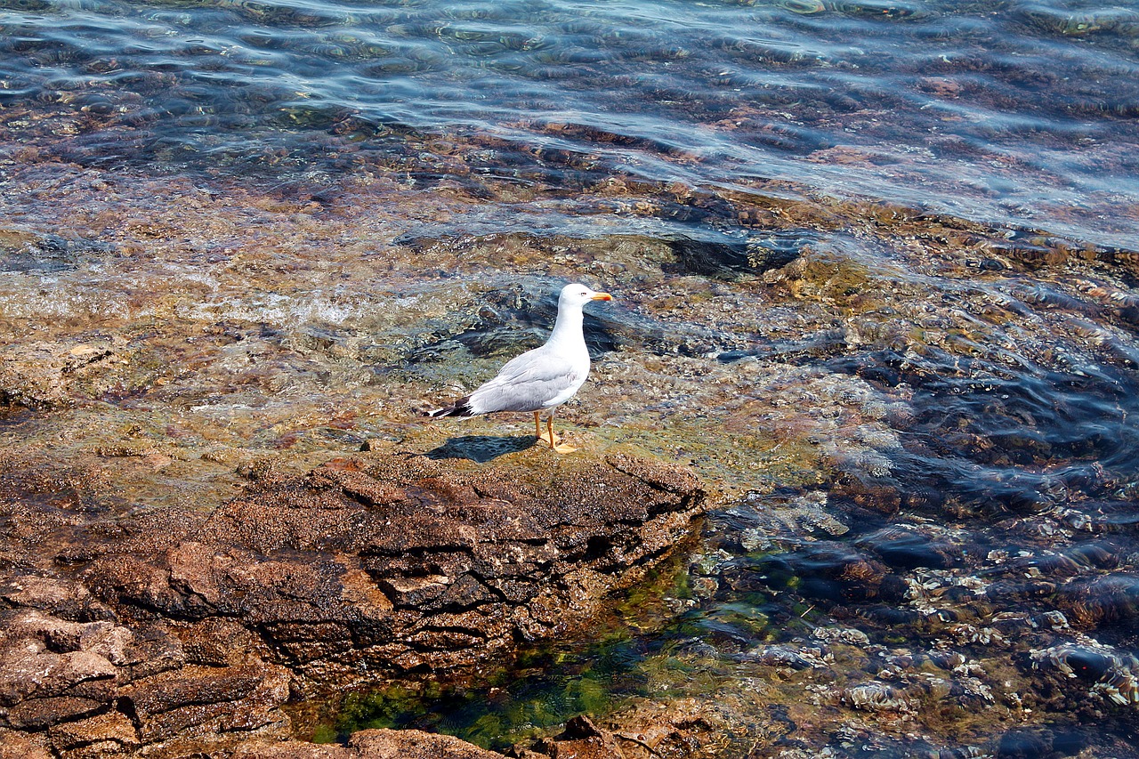 Image - seagull bird sea ​​birds water sea