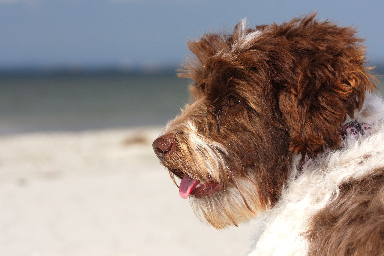 Image - mixed breed dog beach dog