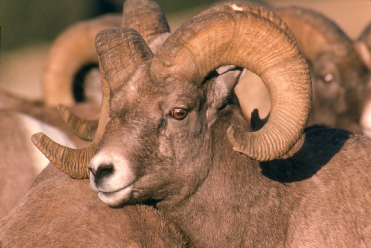 Image - bighorn sheep ram male portrait