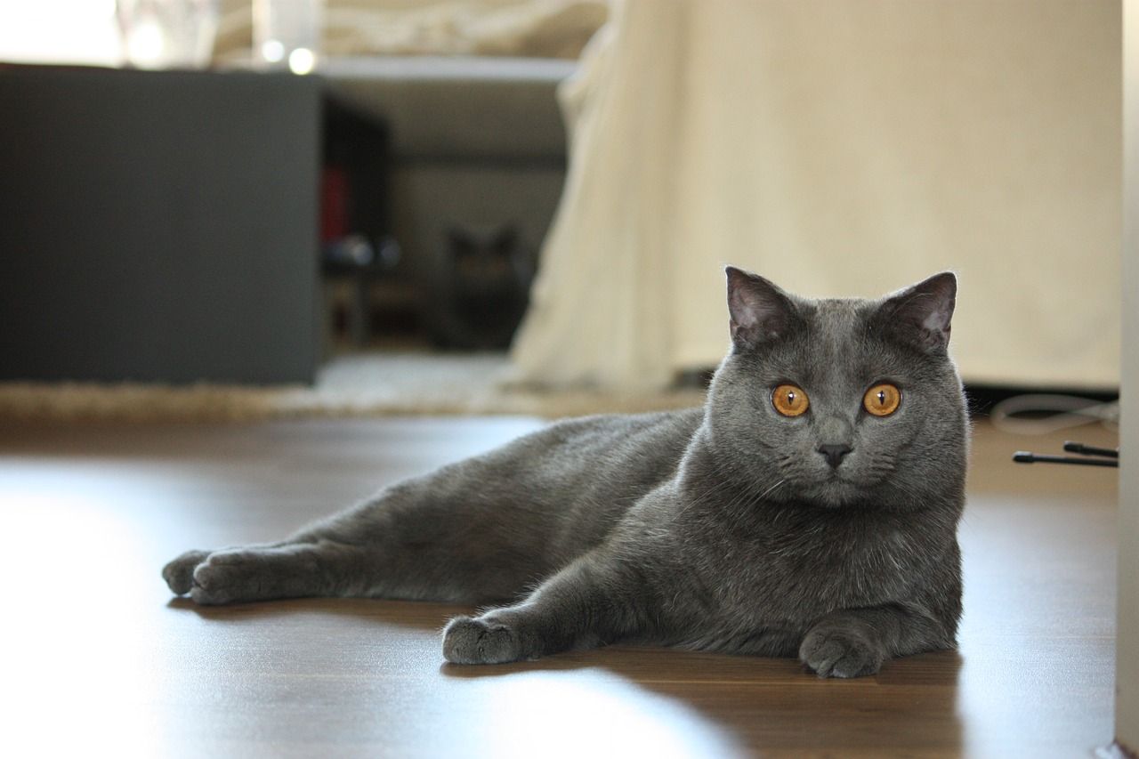 Image - chartreux cat animals pet mieze