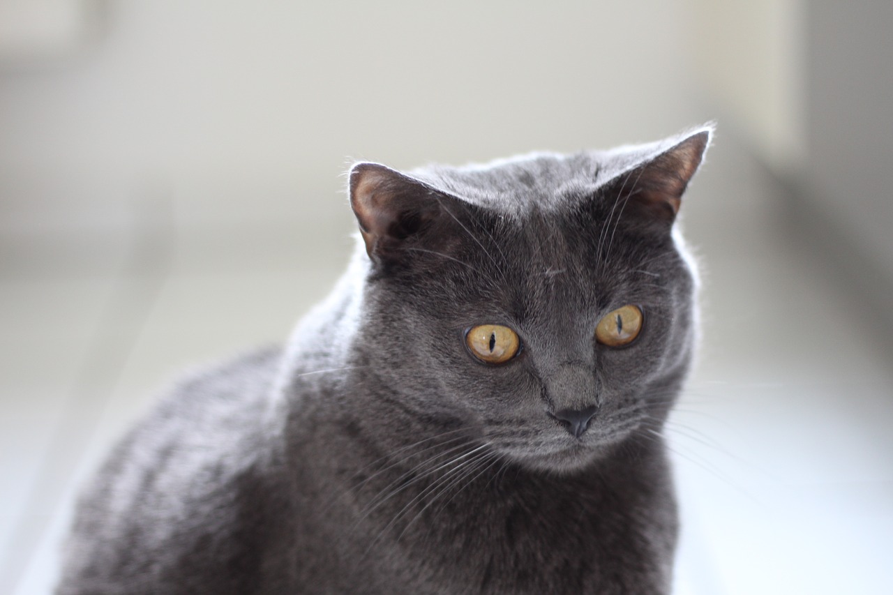 Image - chartreux cat animals pet