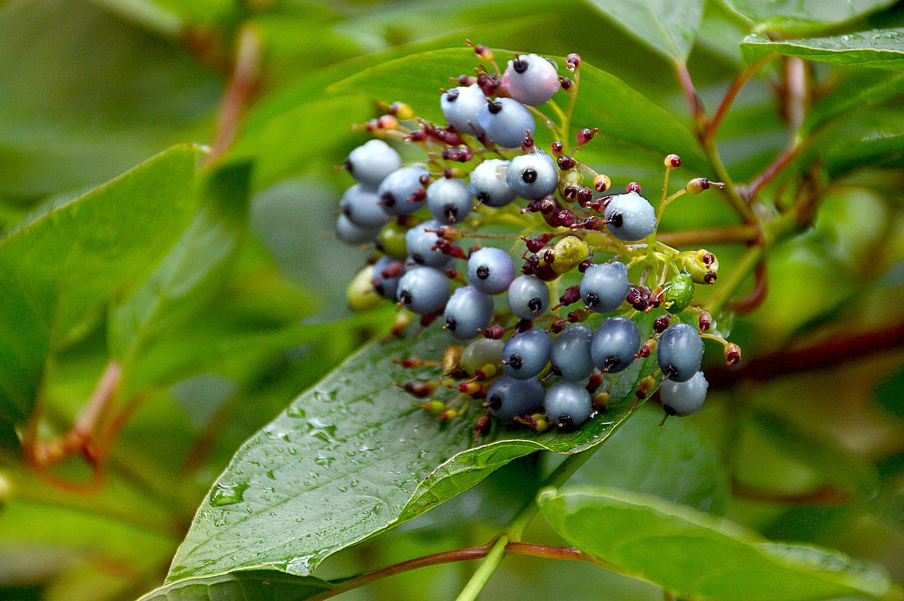 Image - greens berry forest summer