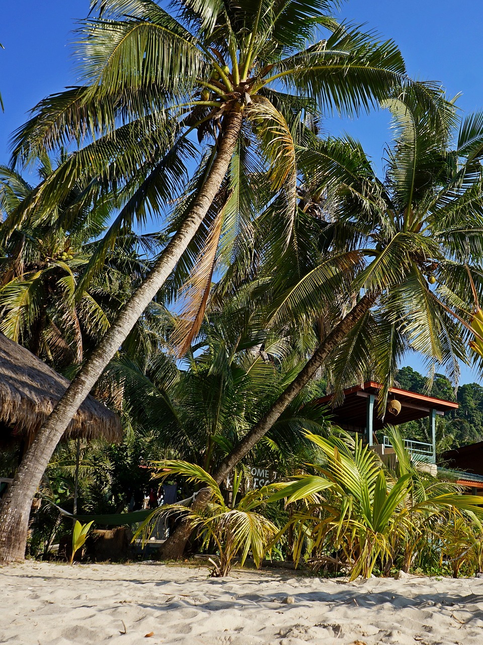 Image - palm trees sand thailand bungalow