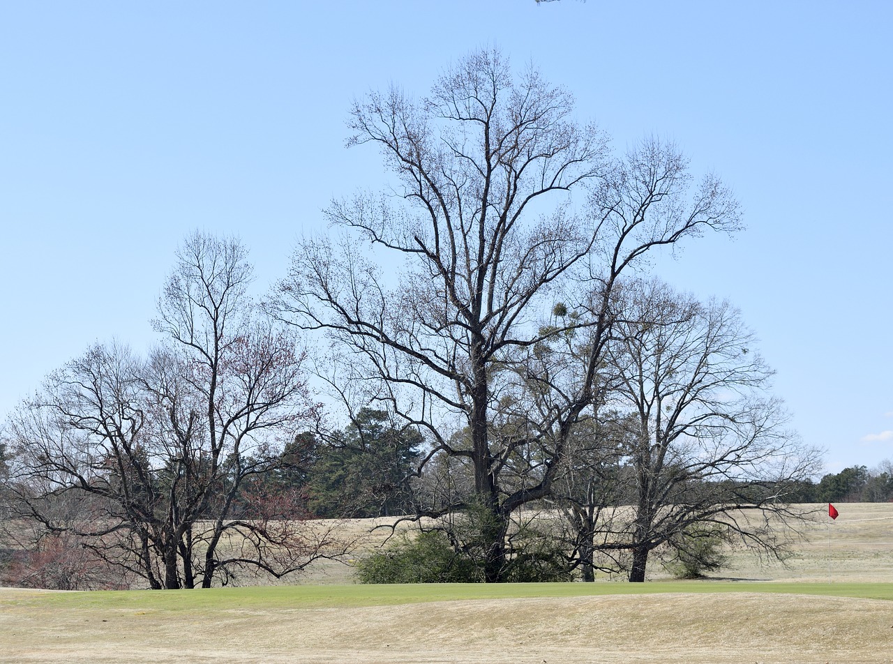 Image - barren trees forest outdoors