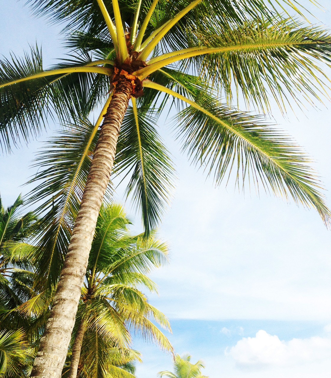 Image - palm tree holiday miami beach