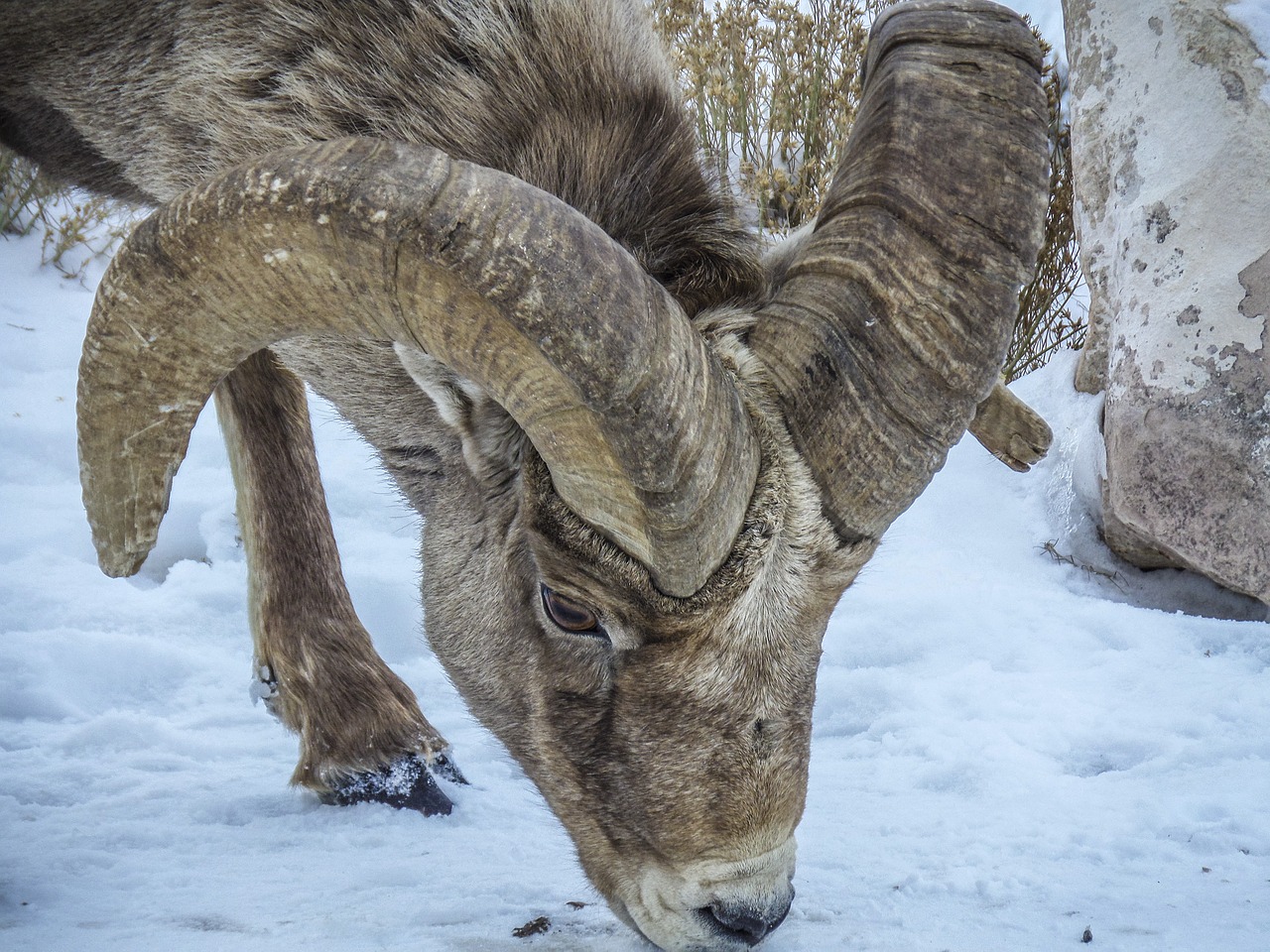 Image - nature animal bighorn wild