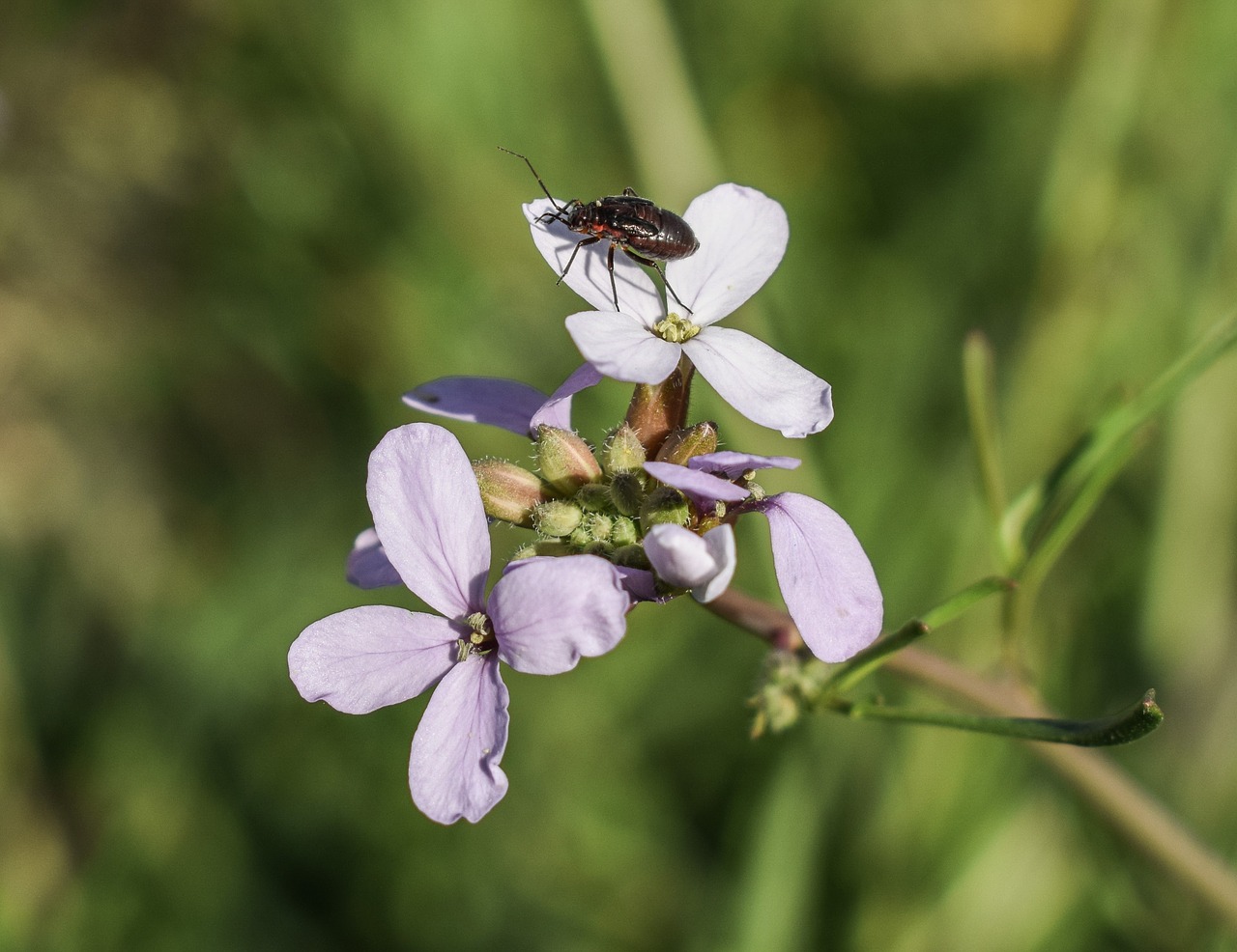 Image - cakile maritima wildflower beetle