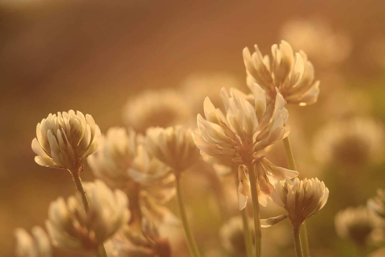 Image - clover flower plant nature summer