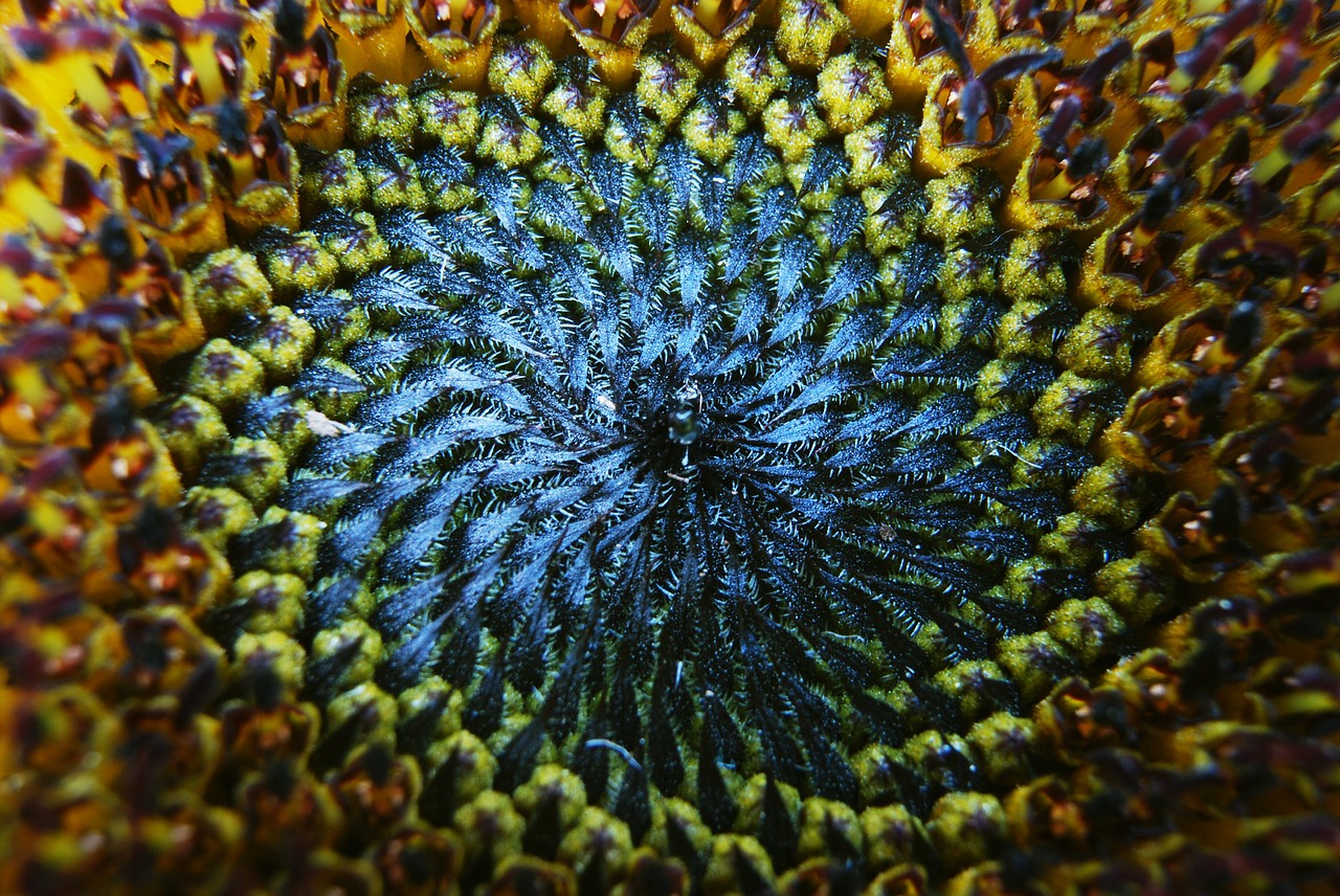 Image - sun flower macro blossom bloom