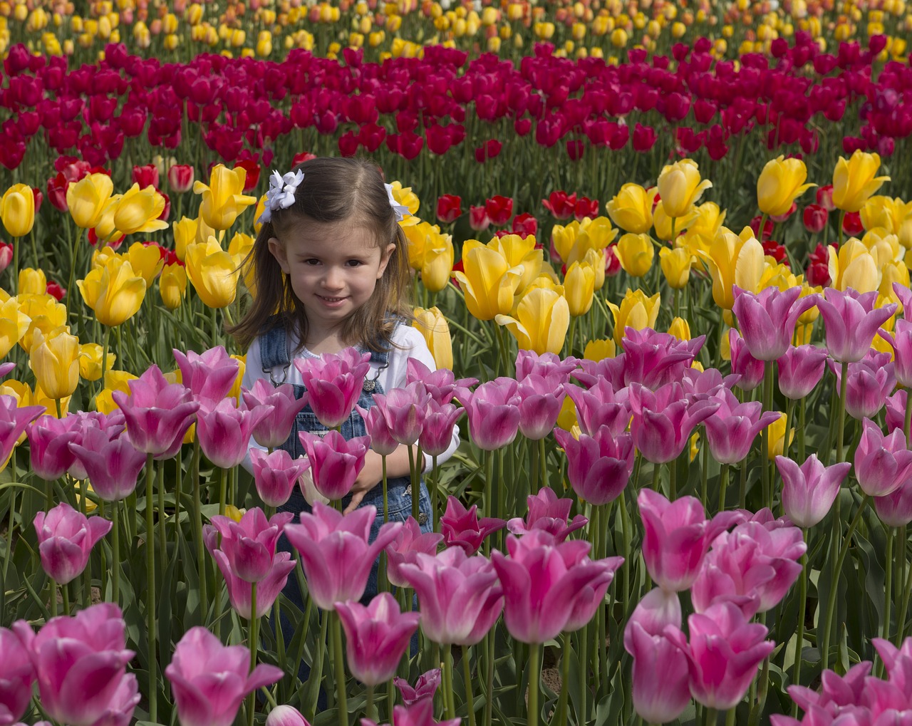Image - girl flowers tulips tulip field