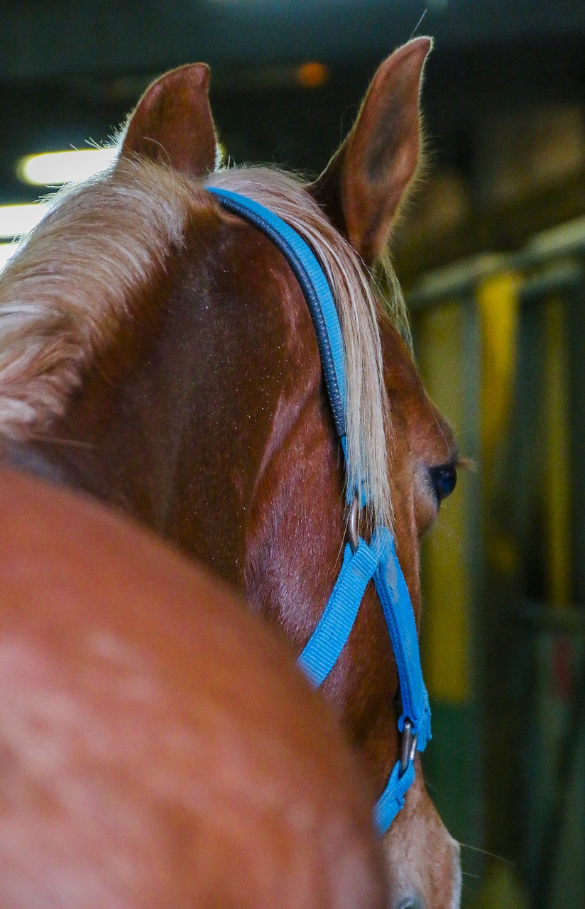 Image - horses stables equestrian cowboy