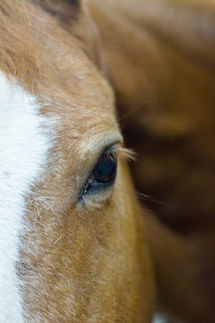 Image - horses stables equestrian cowboy