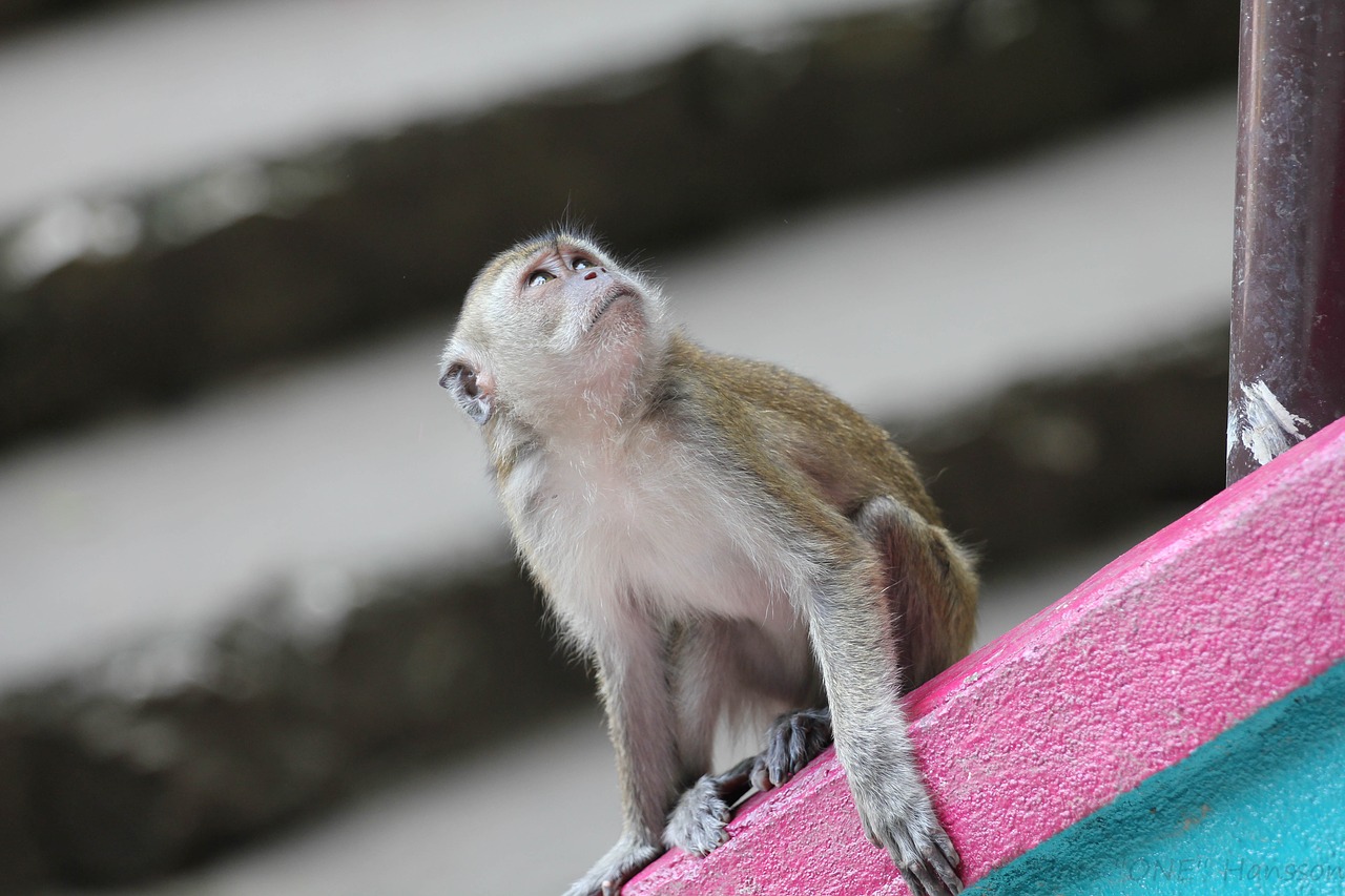 Image - monkey animals wild pink