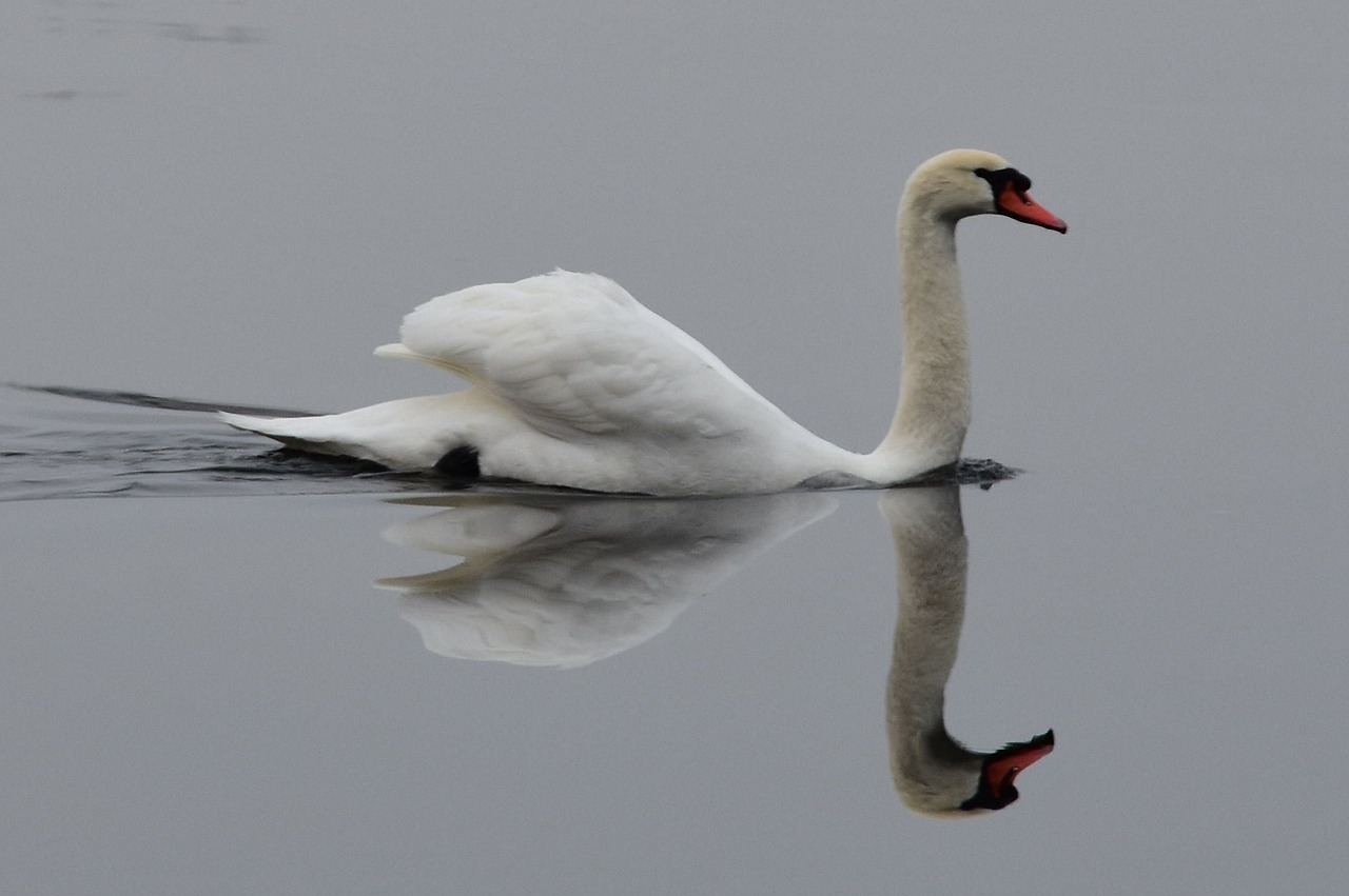 Image - swan water bird swans be