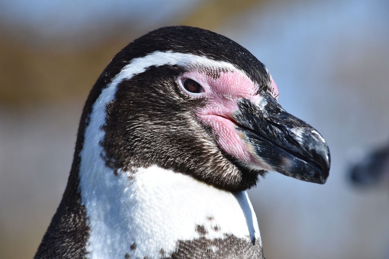 Image - penguin swim bird clean funny